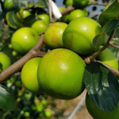 【福建苹果枣蜜枣】 香甜脆嫩多汁非大青枣5斤新鲜水果一件代发 1箱图5