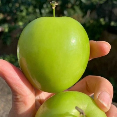 【台湾贵妃蜜枣】 又一爆款脆嫩多汁非牛奶大青枣5斤新鲜水果代发 1箱图3