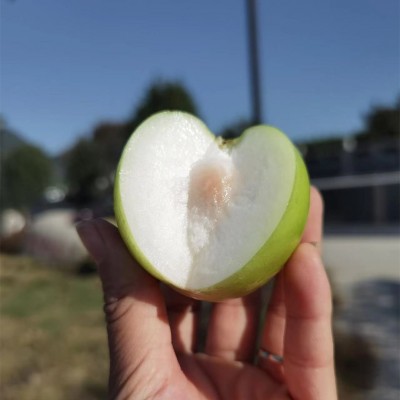 【台湾贵妃蜜枣】 又一爆款脆嫩多汁非牛奶大青枣5斤新鲜水果代发 1箱图2