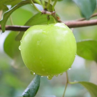 【台湾贵妃蜜枣】 又一爆款脆嫩多汁非牛奶大青枣5斤新鲜水果代发 1箱图4