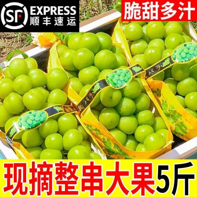 阳光玫瑰葡萄新鲜水果晴王提子青提大果整串国产整箱批发 1箱