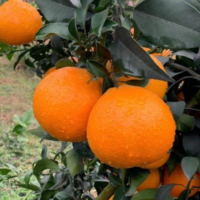 现货眉山丹棱爱媛38号果冻橙 批发新鲜水果手剥橙一件代发5斤8斤 1件图3