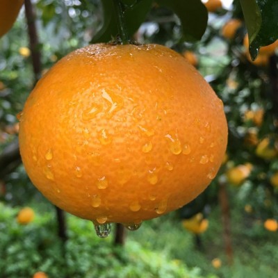 现货眉山丹棱爱媛38号果冻橙 批发新鲜水果手剥橙一件代发5斤8斤 1件