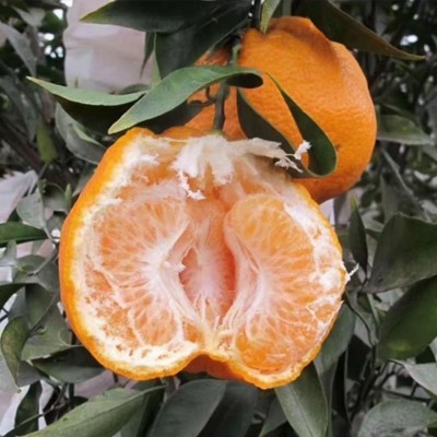 现货一件代发眉山丹棱果园新鲜现摘现发 春见耙耙柑 新鲜水果批发 1件图4