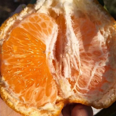 现货一件代发眉山丹棱果园新鲜现摘现发 春见耙耙柑 新鲜水果批发 1件图2