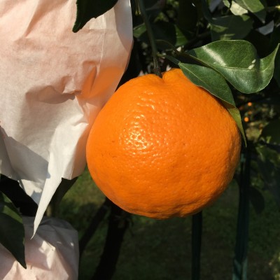 现货一件代发眉山丹棱果园新鲜现摘现发 春见耙耙柑 新鲜水果批发 1件图3