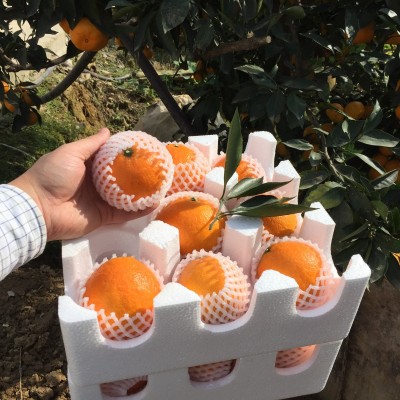 现货眉山丹棱爱媛38号果冻橙批发新鲜水果手剥橙一件代发斤8斤 1件图3