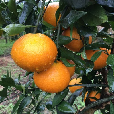 现货眉山丹棱爱媛38号果冻橙批发新鲜水果手剥橙一件代发斤8斤 1件图4