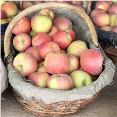 新疆阿克苏红富士苹果新鲜水果当季孕妇水果2025现摘早熟苹果整箱 1箱图2
