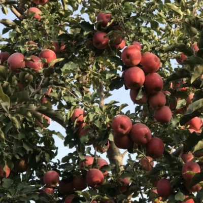 阿克苏直发新疆阿克苏自然熟冰糖心苹果净重4.5斤-9斤 1箱图2