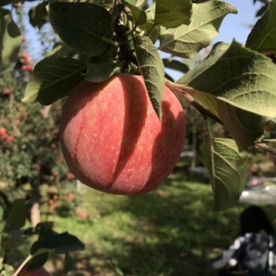 阿克苏直发新疆阿克苏自然熟冰糖心苹果净重4.5斤-9斤 1箱图4