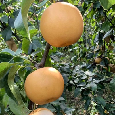 新疆阿克苏秋月梨礼盒冰糖梨整箱特大果甜梨子产地直发新鲜水果 1箱图3