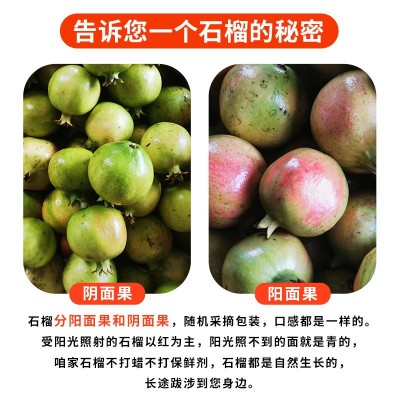 包邮大果无籽石榴斤四川整箱突尼斯软籽石榴会理10新鲜水果当季 1件图2