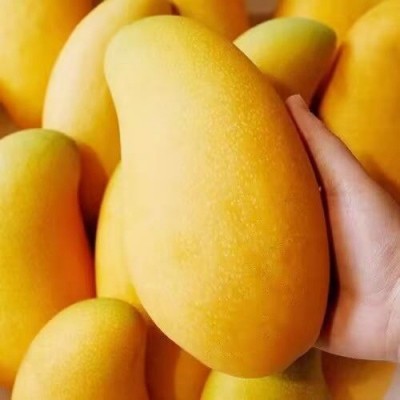 海南金煌芒新鲜水仙芒果斤装整箱薄皮当季孕妇水果果园直发包邮 1斤