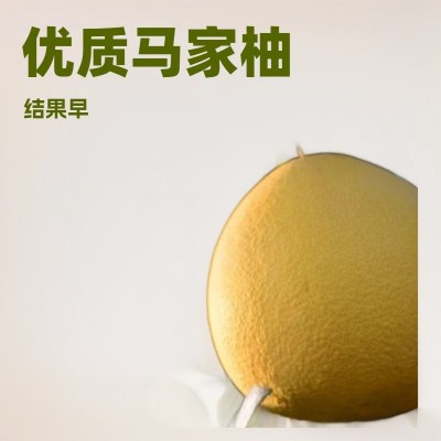 广丰马家柚子新鲜水果红心柚孕妇果橙应季蜜柚江西上饶特产 1袋图2