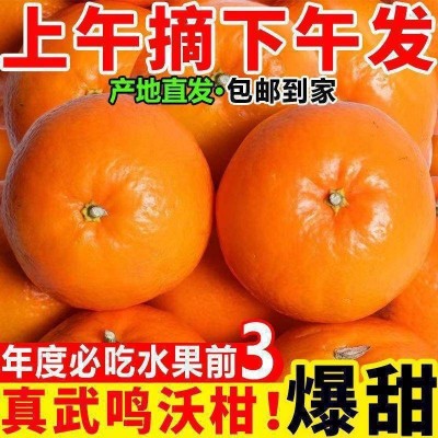 广西武鸣县沃柑斤新鲜水果当季整箱砂糖蜜橘沙糖柑橘子桔子 3斤图3