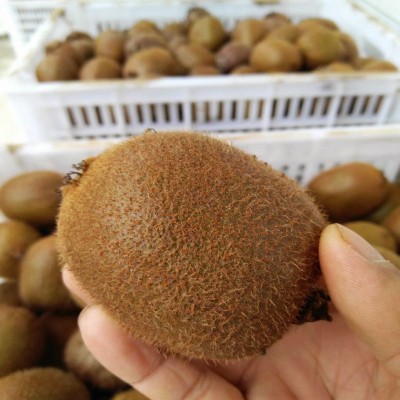 正宗徐香猕猴桃24颗/30颗新鲜奇异果眉县绿心猕猴桃 徐香一件代发图4