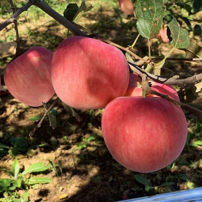 洛川直发正宗洛川红富士新鲜洛川富士甜苹果陕西洛川苹果一件代发图3