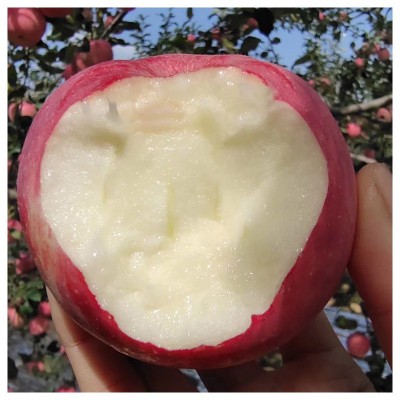 洛川直发正宗洛川红富士新鲜洛川富士甜苹果陕西洛川苹果一件代发图2