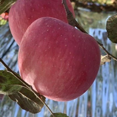 洛川直发正宗洛川红富士新鲜洛川富士甜苹果陕西洛川苹果一件代发图5