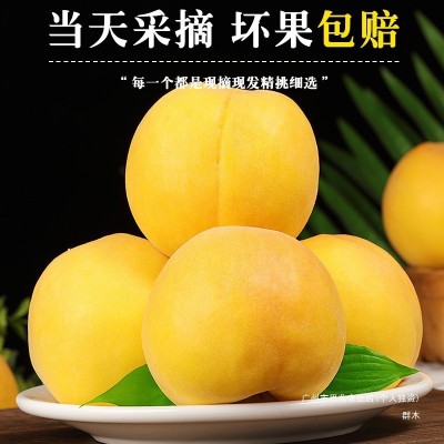 正宗砀山黄桃10斤新鲜毛桃子水果应当季现摘黄肉蜜桃大果整箱包邮 3斤图4