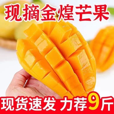 新鲜水果越南金煌芒大芒果超甜青黄大青芒应季热带水果批发一件代