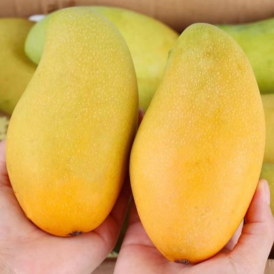 新鲜水果越南金煌芒大芒果超甜青黄大青芒应季热带水果批发一件代图2