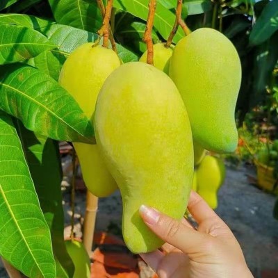 新鲜水果越南金煌芒大芒果超甜青黄大青芒应季热带水果批发一件代图3