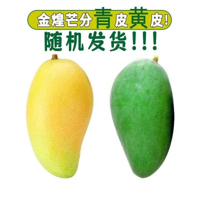 新鲜水果越南金煌芒大芒果超甜青黄大青芒应季热带水果批发一件代图4