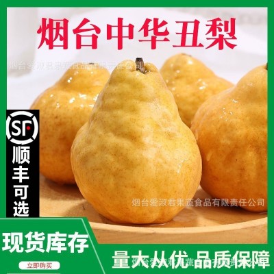中华丑梨软糯香甜烟台太婆丑梨蜜梨吃的新鲜水果5斤包邮一件代发