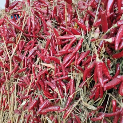 内黄新一代干辣椒大量批发重庆火锅专用特辣香朝天椒厂家现货直销 2份图5