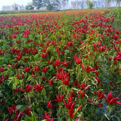 河南新一代干辣椒朝天椒三樱椒大量批发火锅底料厂家现货直销 2份图5