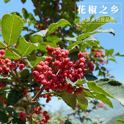 四川汉源大红袍花椒干花椒红花椒粒花椒粉食用农家青麻椒特产香料