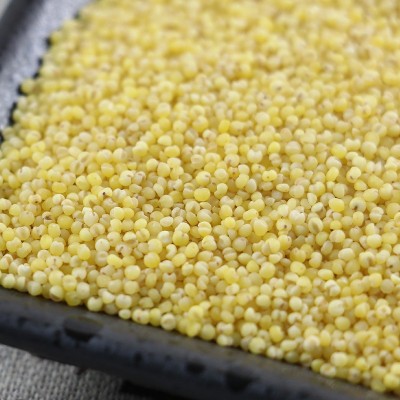 富硒小米优质小黄米新米袋装五谷杂粮小米粥米正宗山西黄小米批发图3