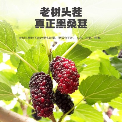 宁安堡桑葚干批发黑桑葚新疆吐鲁番新鲜桑葚果干200g量大从优 1罐图2