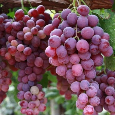 新鲜无籽提子葡萄孕妇水果应季现摘超甜克伦生红提一箱一件代发