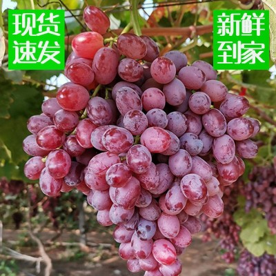 新鲜无籽提子葡萄孕妇水果应季现摘超甜克伦生红提一箱一件代发图3