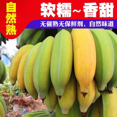 十斤包邮云南芭蕉西贡蕉小米蕉香蕉热带水果10斤批发鲜甜高山甜图4
