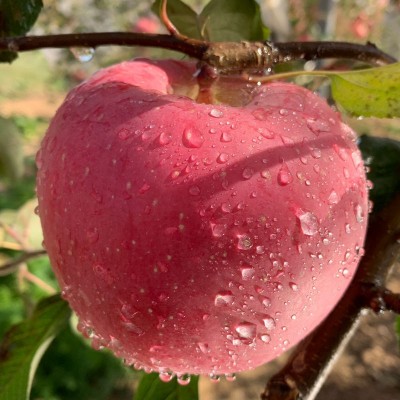 包邮带箱十斤山西新鲜现摘红富士苹果水果脆甜冰糖心丑苹果批发图2