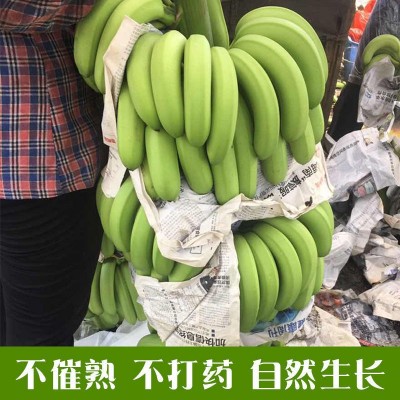 包邮带箱十斤云南甜香蕉自然熟当季新鲜水果广西小米蕉芭蕉批发图4