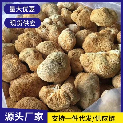 古田猴头菇 农家特产新货剪跟猴头菇 福建特产食用菌厂家直供 1件图3