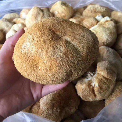 古田猴头菇 农家特产新货剪跟猴头菇 福建特产食用菌厂家直供 1件图4