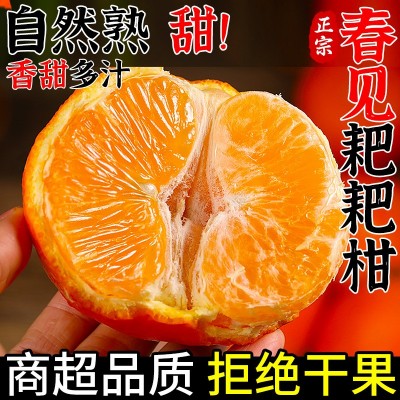 四川春见耙耙柑时净重4.5斤令新鲜现摘水果当季正宗丑柑橘子整箱图2