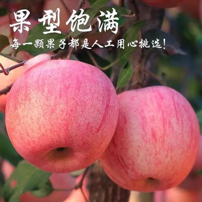 陕西应季新鲜红富士5斤苹果2025应当季水果青红富士冰糖心整箱图2
