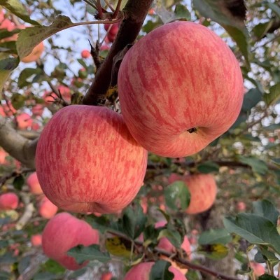 陕西应季新鲜红富士5斤苹果2025应当季水果青红富士冰糖心整箱图3