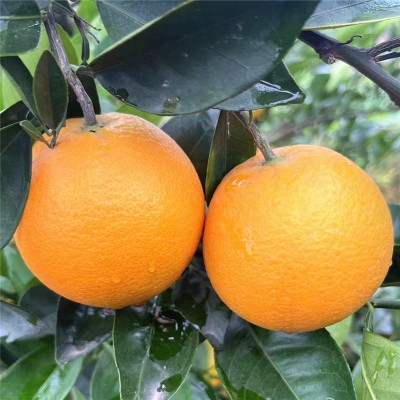 中华红血橙10斤橙子水果红肉果冻橙手剥甜橙大果整箱一级现摘血橙图4