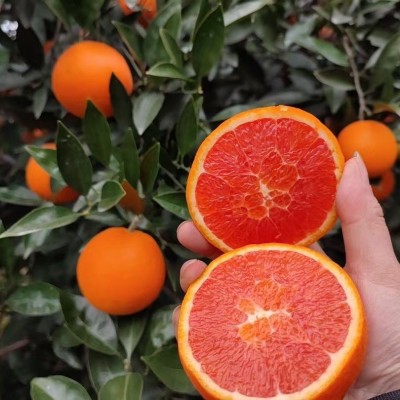 中华红血橙10斤橙子水果红肉果冻橙手剥甜橙大果整箱一级现摘血橙图3