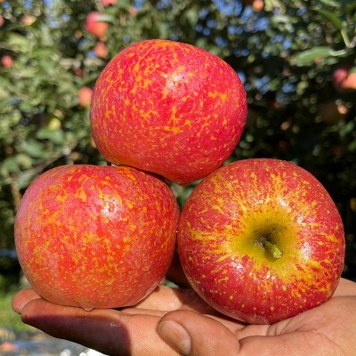 大凉山丑苹果新鲜水果当季整箱四川盐源红富士冰糖心苹果力荐图4