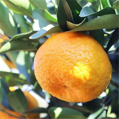 【好吃不上火】湖北当季现摘高山碰柑芦柑酸甜多汁孕妇水果批发