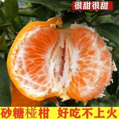 【好吃不上火】湖北当季现摘高山碰柑芦柑酸甜多汁孕妇水果批发图2